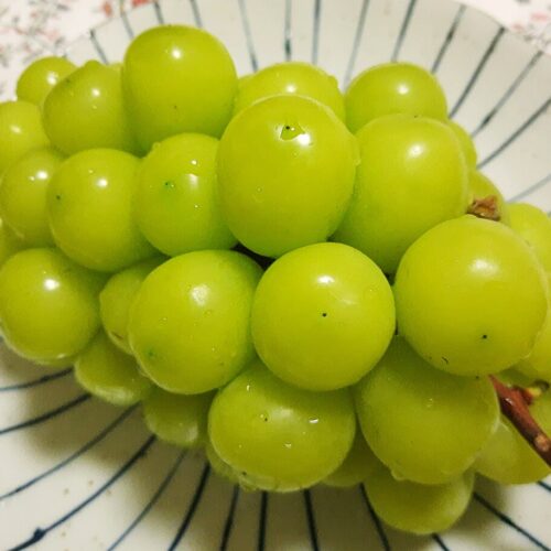 日本麝香葡萄
