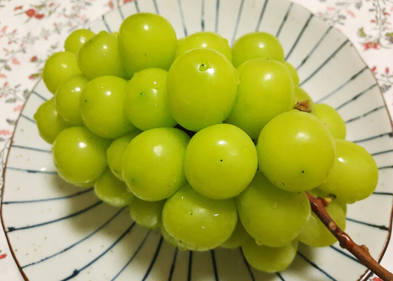日本麝香葡萄